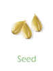lightbody-young-living-seed